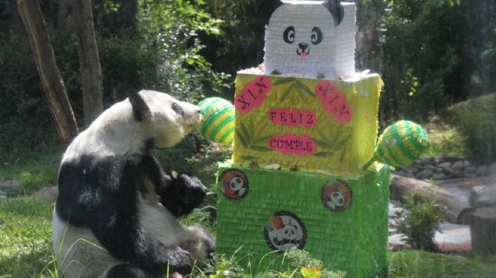 Xin Xin, panda gigante de Chapultepec cumplió 33 años, así fue la celebración