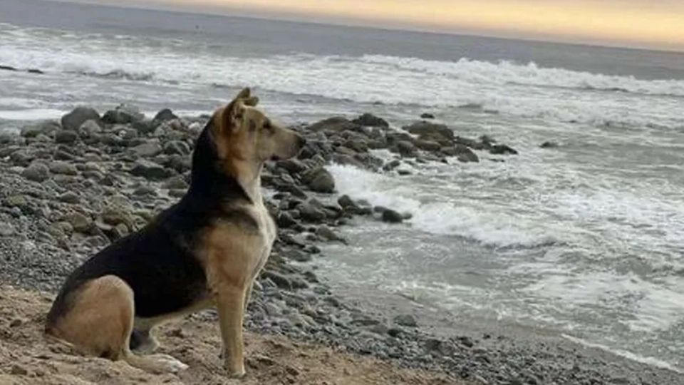 Vaguito, el perro que espera en la playa el regreso de su dueño fallecido