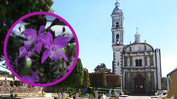 Atzitzimititlán, el mágico lugar lleno de orquídeas, a hora y media de Pachuca