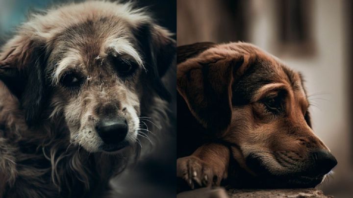 Tlaxcala pone mano dura: Esta es la multa por cometer maltrato animal