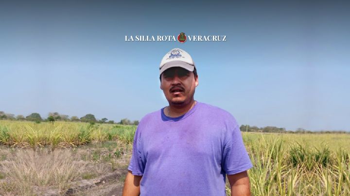 Por sequía, productores de Soledad disminuyen siembra de maíz nativo