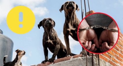 ¿Acostumbras a tener a tu perro en la azotea? Cuidado, las sanciones van para los de Neza