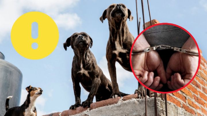 ¿Acostumbras a tener a tu perro en la azotea? Cuidado, las sanciones van para los de Neza