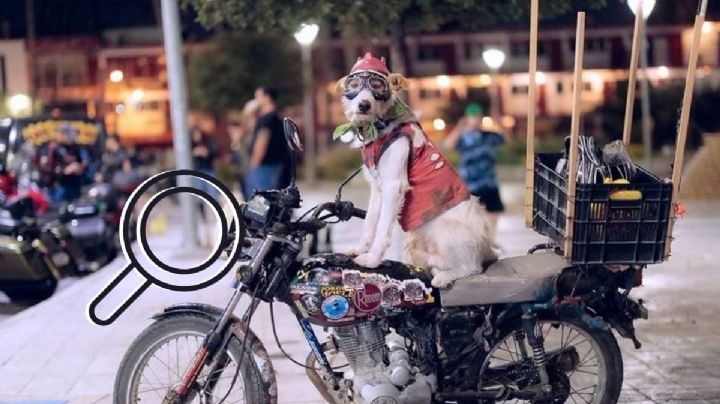 Buscan a perrito biker perdido tras accidente en Córdoba, Veracruz