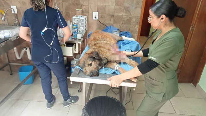 Barbitas lucha por su vida, tras incendio en la Central de Abasto de Toluca