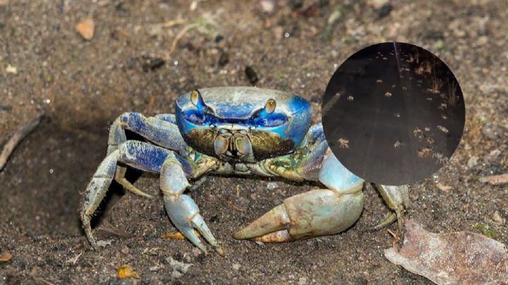 Cangrejos azules sorprenden a conductores en carretera de Veracruz, piden no atropellarlos
