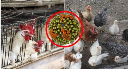 ¿Gripe aviar se contagia más fácil a humanos? OMS lanza alerta
