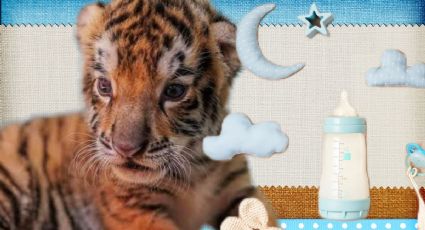 Nace tigre en Bioparque Tekuayan, Tizayuca; convocan para ponerle nombre