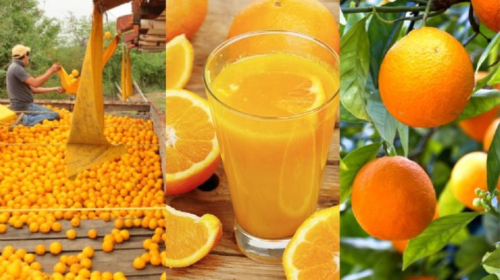 Veracruz, primer lugar productor de naranja ¿Qué municipios aportan más?