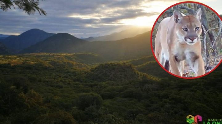 Un grupo de pumas son captados por fototrampeo en Rancho La Onza