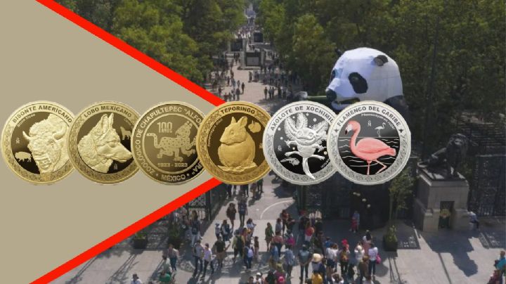 Estas son las 7 monedas del Zoológico de Chapultepec: Esto cuestan y aquí las puedes comprar