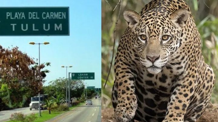 VIDEO | Atropellan a jaguar en Playa del Carmen; está en peligro de extinción
