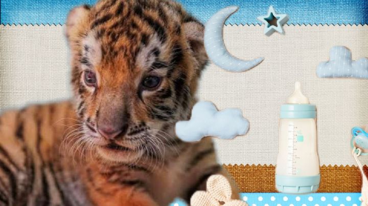 Nace tigre en Bioparque Tekuayan, Tizayuca; convocan para ponerle nombre