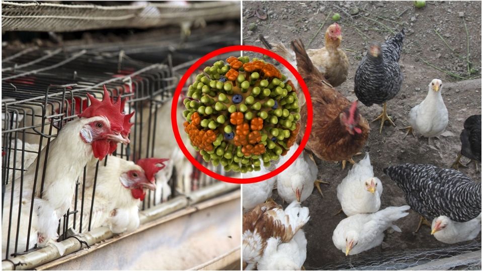 La mayoría de los casos de gripe aviar en seres humanos están relacionados con la exposición a aves infectadas o superficies contaminadas por sus excrementos.