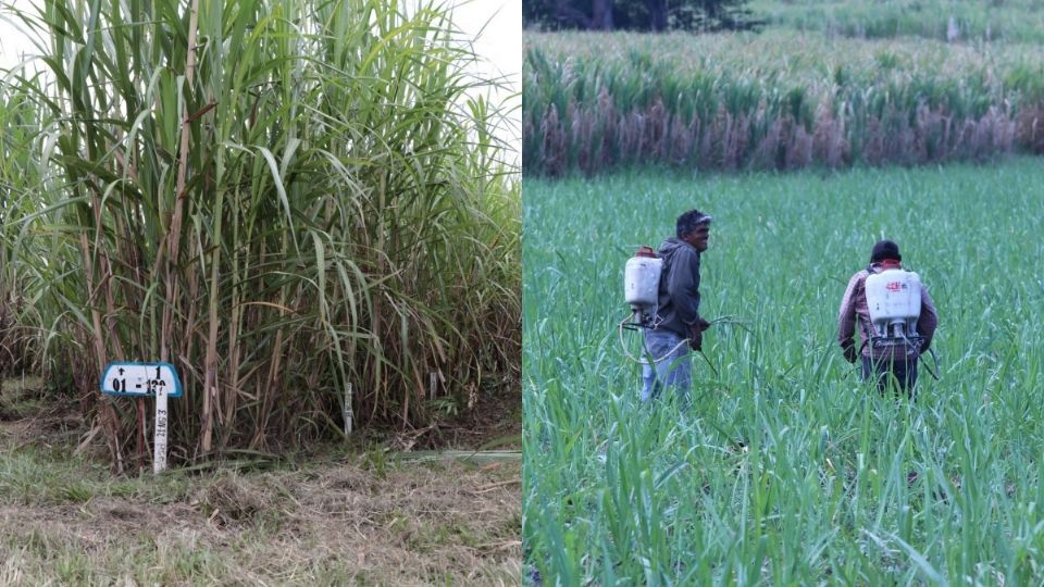 Campos de caña de azúcar en Veracruz