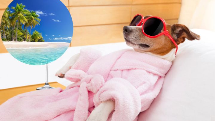 ¿Dónde puedo dejar a mi mascota si voy a salir de vacaciones de verano?