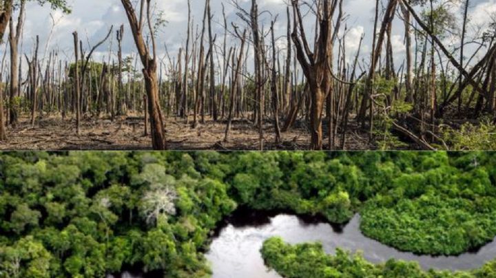 ¿Qué es el Antropoceno, la etapa peligrosa en la que ya se encuentra el planeta?