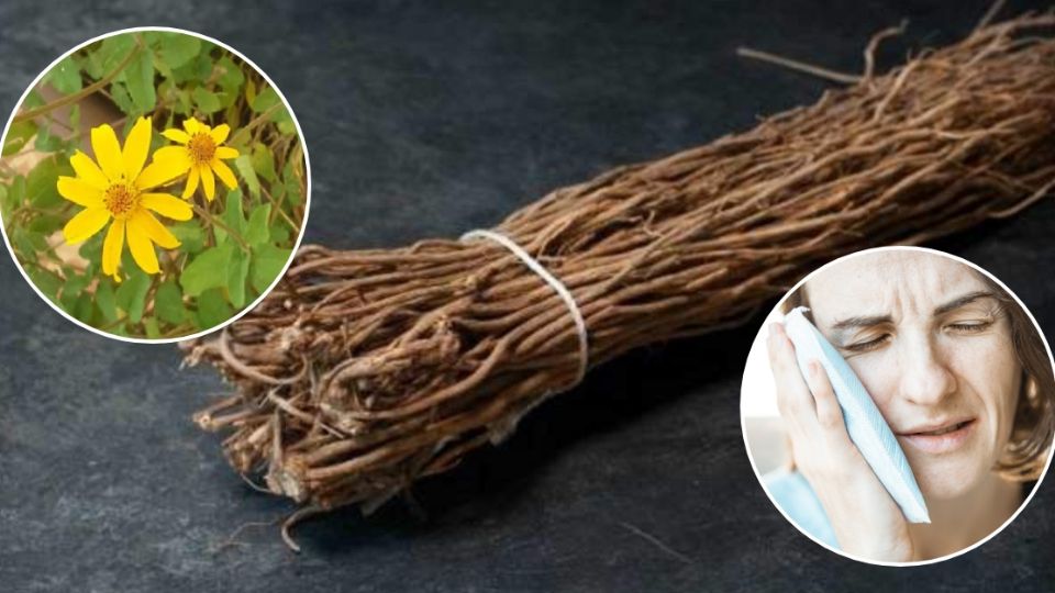 La raíz de la planta chilcuague tiene muchas propiedades medicinales, ayuda con el dolor de muelas.