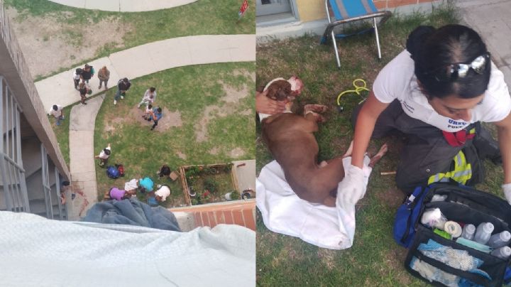 Nuevo caso de maltrato animal: Perro es abandonado en un cuarto piso y se lanza al vacío; murió