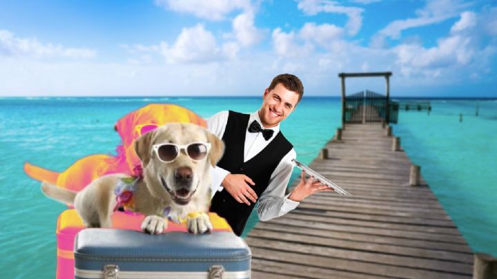 ¿Viajas y sin mascota? Checa estos hoteles caninos en Pachuca