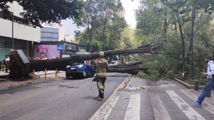 Cierre total en Insurgentes por caída de árbol, hay un vehículo aplastado