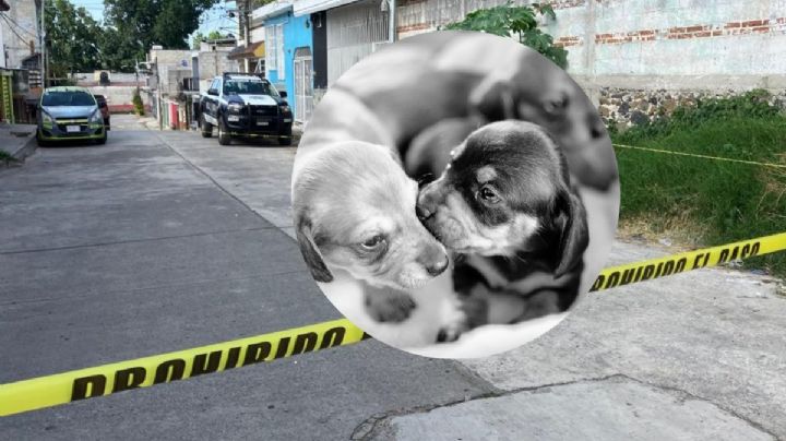 Encuentran 3 perritos asesinados y embolsados en calles de Xalapa