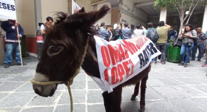 Piden sancionar a carniceros, por llevar 2 burros a manifestación en Pachuca