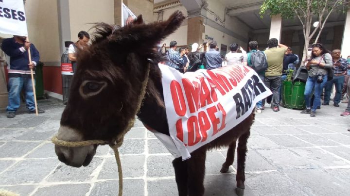 Piden sancionar a carniceros, por llevar 2 burros a manifestación en Pachuca