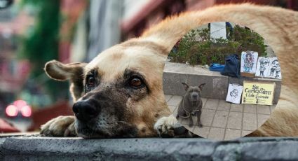 Artista vende retratos para ayudar a perros de la calle, en Zongolica