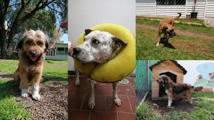 ¡Adopta un amigo!: Perros rescatados del Metro buscan casa