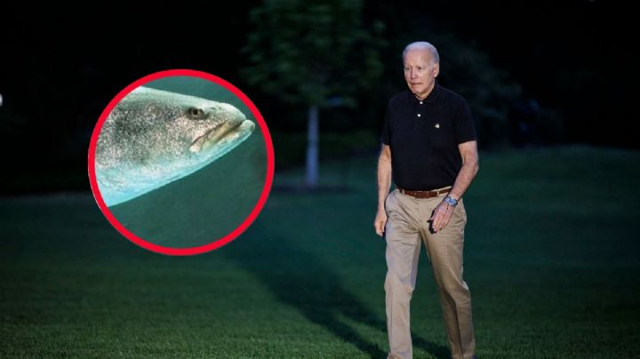 Biden amenaza a México; o salva a la vaquita marina de la extinción o habrá sanciones