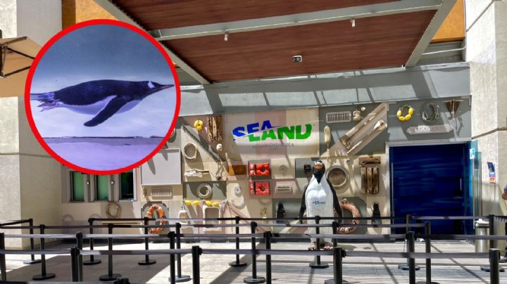 ¡Llegaron los pingüinos a León!, esto costará la experiencia con ellos