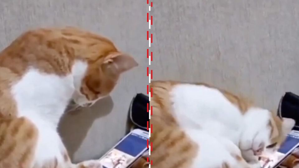 La reacción del gato al ver el video de su dueño fallecido generó numerosos comentarios entre los internautas