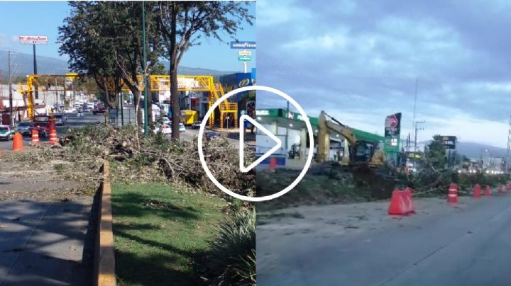 VIDEO: Talan árboles por obra de puente vehicular en Urban Center Xalapa