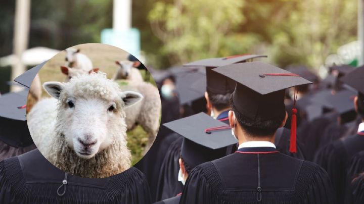 Menor de Soteapan se viraliza por recibir borrego como regalo en graduación 