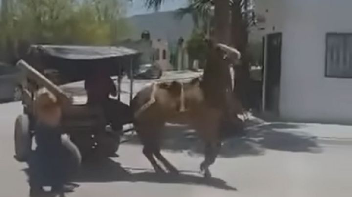 A punta de palazos, hombre golpea a caballo que llevaba carreta