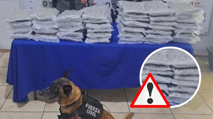Hallan más de 30 kilos de marihuana en paquetería de Minatitlán