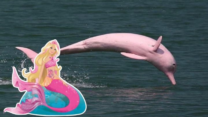 VIDEO: Delfines color Barbie aparecen en el Golfo de México