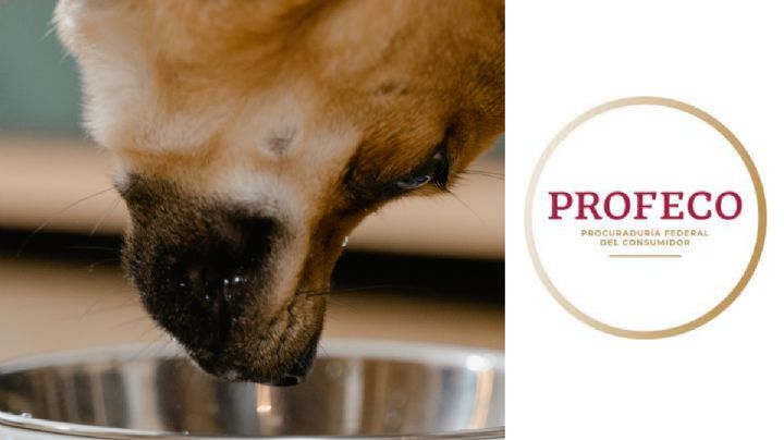 Estas son las croquetas de perro que NADIE compra, pero son de buena calidad y bajo precio