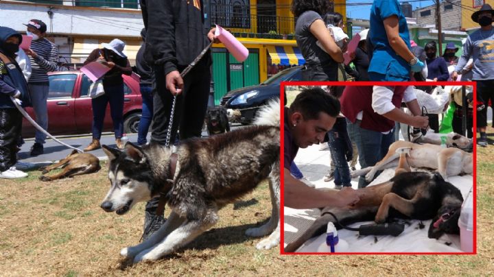 León es primer lugar nacional en esterilización de mascotas