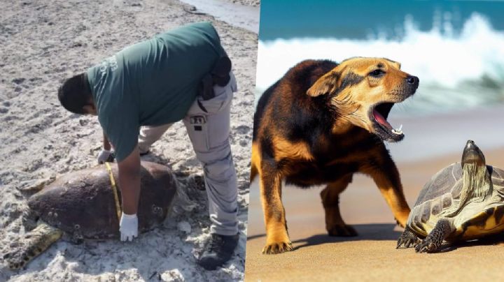 Perros salvajes atacan a tortugas mientras desovaban en playas de Yucatán