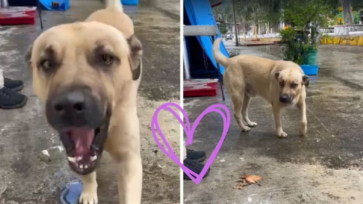 El Güero, perrito guardián que se ganó el corazón de Río Blanco, Veracruz