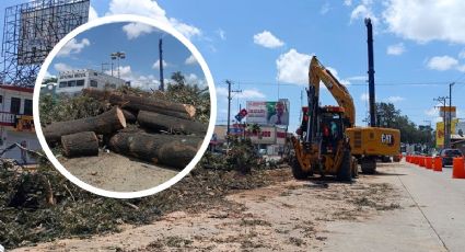 Con amparo, ambientalistas frenan obra de Cuitláhuac en Xalapa por tala de árboles