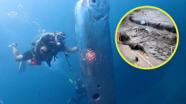 ¿Cómo es el pez remo y por qué dicen que predice los terremotos?