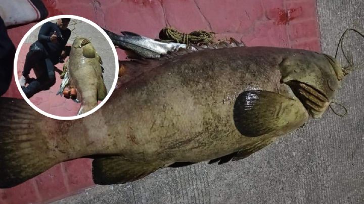 En Coatzacoalcos, capturan enorme pez Cherna de 80 kilos