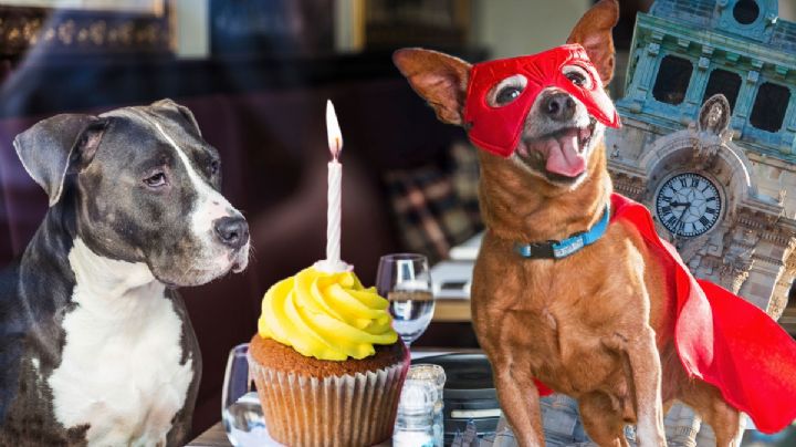 Día Mundial del Perro: Celebra en estas plazas petfriendly de Pachuca