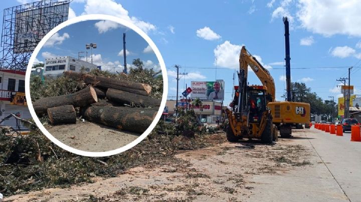 Con amparo, ambientalistas frenan obra de Cuitláhuac en Xalapa por tala de árboles