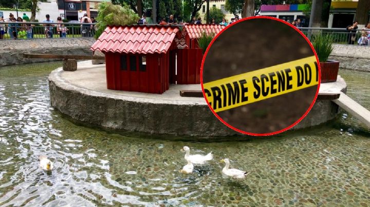 Perro mata a 9 patos en Toluca en su propio estanque