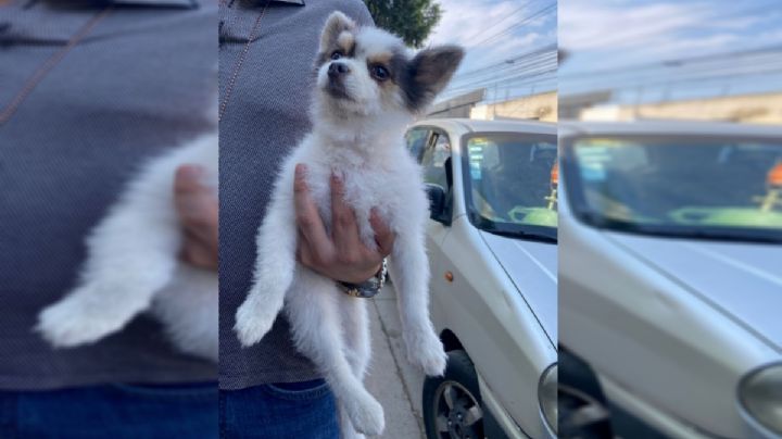 ¡Ya no respetan!: Se roban perro con valor de 18,000 pesos en Jalisco