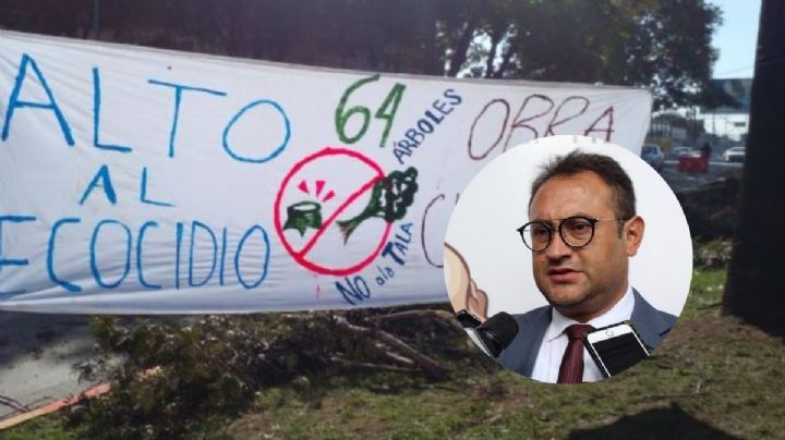 Árboles de avenida de Xalapa pudieron salvarse pero era caro: titular de la SIOP